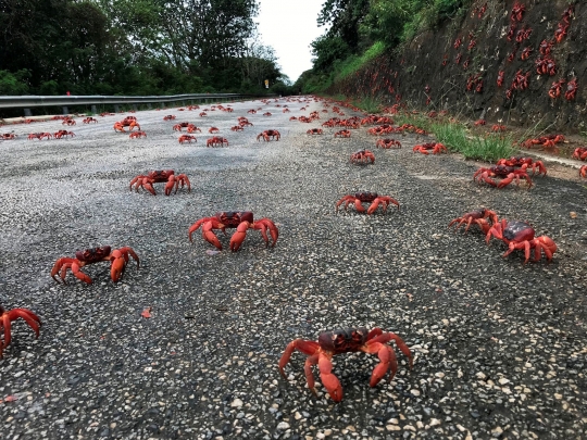Penampakan Migrasi Ribuan Kepiting Merah di Australia