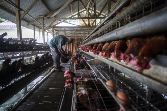 Kenaikan Harga Telur Ayam Pacu Inflasi November 2021