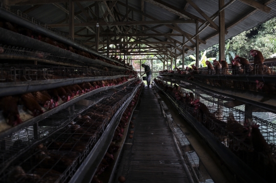 Kenaikan Harga Telur Ayam Pacu Inflasi November 2021