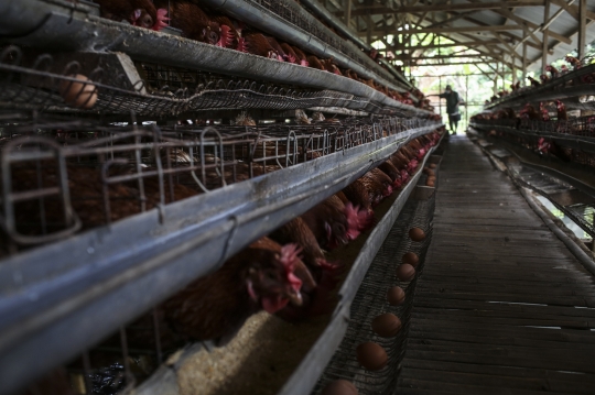 Kenaikan Harga Telur Ayam Pacu Inflasi November 2021