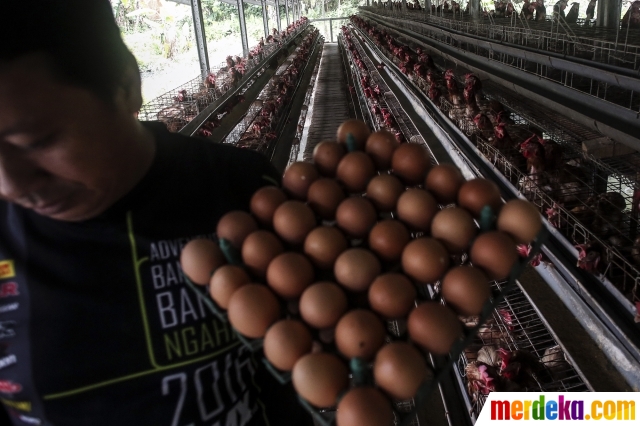 Foto : Kenaikan Harga Telur Ayam Pacu Inflasi November 2021 | Merdeka.com