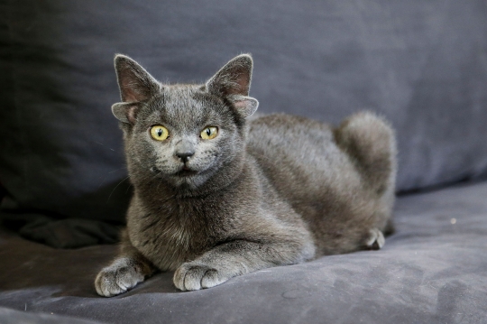 Mengenal Midas, Kucing Bertelinga Empat dengan 73 Ribu Pengikut di Medsos