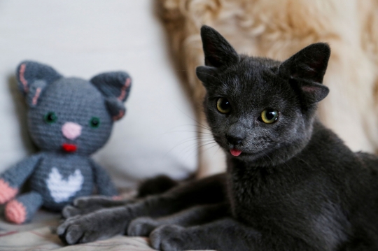 Mengenal Midas, Kucing Bertelinga Empat dengan 73 Ribu Pengikut di Medsos