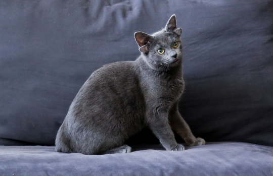 Mengenal Midas, Kucing Bertelinga Empat dengan 73 Ribu Pengikut di Medsos