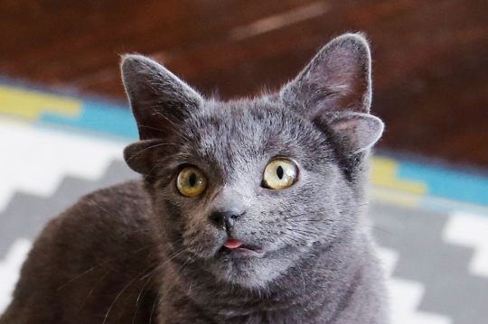 Mengenal Midas, Kucing Bertelinga Empat dengan 73 Ribu Pengikut di Medsos