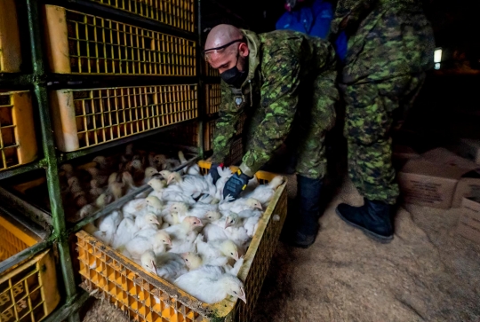 Naik Buldozer, Militer Kanada Selamatkan Ayam-Ayam di Peternakan yang Kebanjiran