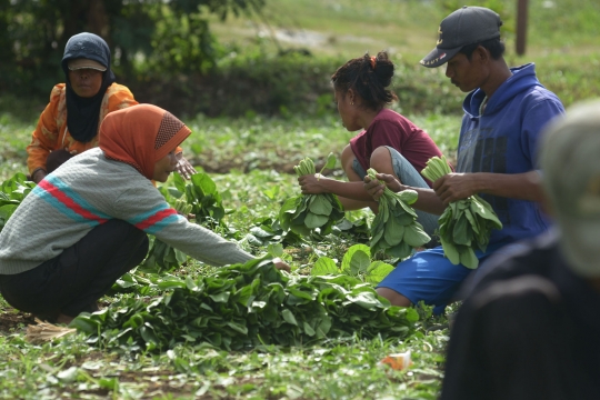 Panen Sawi di Pinggir Bandara Soekarno-Hatta