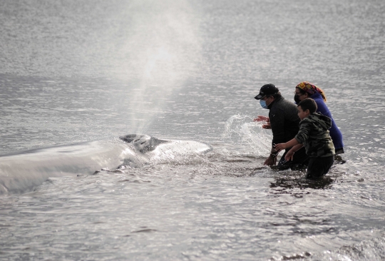 Gotong Royong Warga Selamatkan Paus Terdampar di Chile