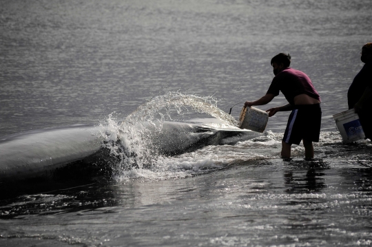 Gotong Royong Warga Selamatkan Paus Terdampar di Chile