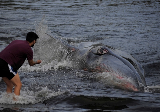 Gotong Royong Warga Selamatkan Paus Terdampar di Chile