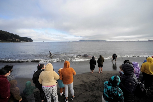 Gotong Royong Warga Selamatkan Paus Terdampar di Chile
