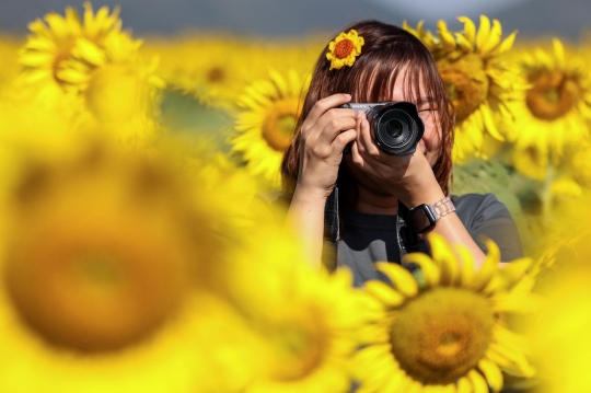Berburu Fotografi di Ladang Bunga Matahari Terbesar Thailand
