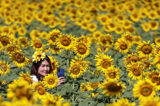 Berburu Fotografi di Ladang Bunga Matahari Terbesar Thailand