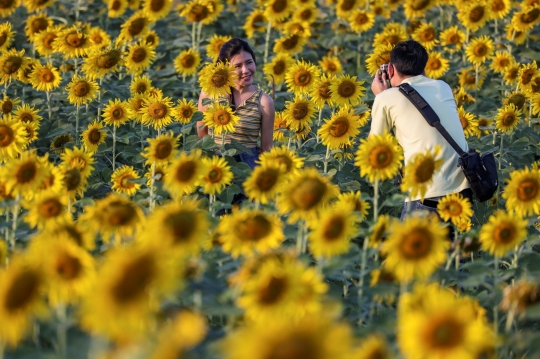 Berburu Fotografi di Ladang Bunga Matahari Terbesar Thailand