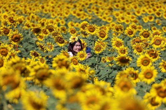 Berburu Fotografi di Ladang Bunga Matahari Terbesar Thailand