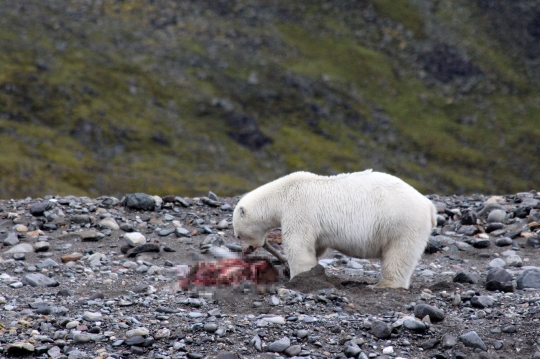 Aksi Beruang Kutub Kejar dan Mangsa Rusa di Norwegia