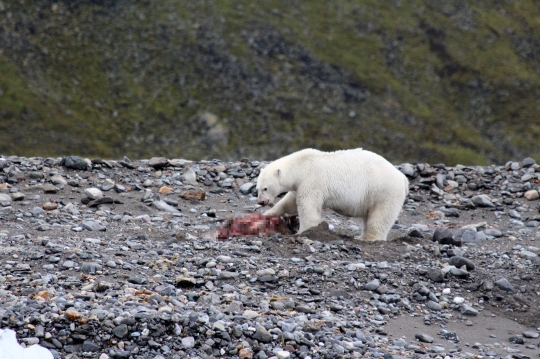 Aksi Beruang Kutub Kejar dan Mangsa Rusa di Norwegia