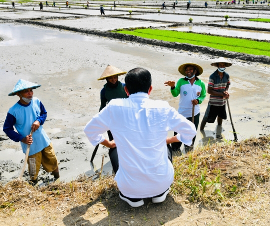 Saat Jokowi Jajal Mesin Tanam Padi di Trenggalek