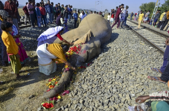 Dua Gajah Tewas Tertabrak Kereta di India