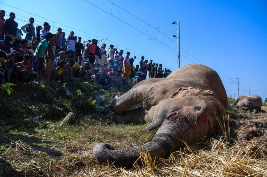 Dua Gajah Tewas Tertabrak Kereta di India