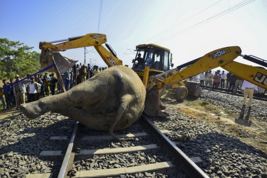 Dua Gajah Tewas Tertabrak Kereta di India