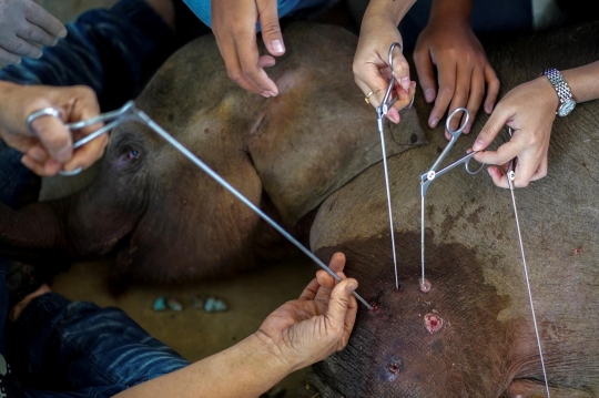 Perjuangan Tenaga Medis Selamatkan Bayi Gajah 3 Bulan yang Terjerat Perangkap Pemburu