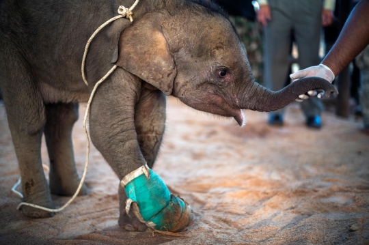 Perjuangan Tenaga Medis Selamatkan Bayi Gajah 3 Bulan yang Terjerat Perangkap Pemburu