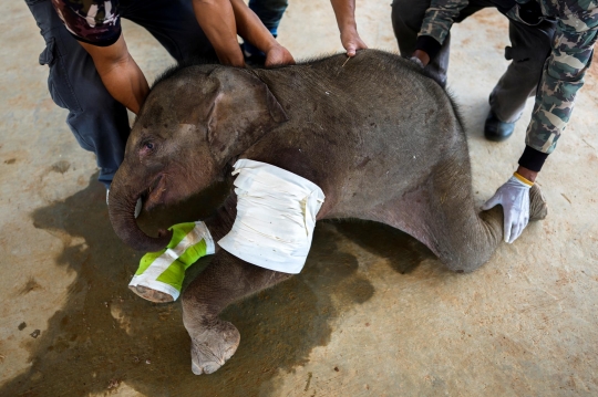Perjuangan Tenaga Medis Selamatkan Bayi Gajah 3 Bulan yang Terjerat Perangkap Pemburu