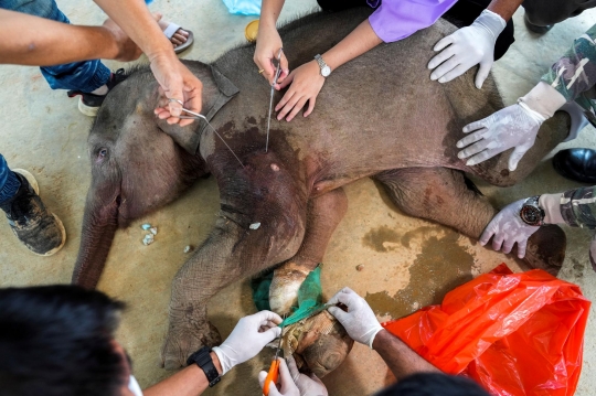 Perjuangan Tenaga Medis Selamatkan Bayi Gajah 3 Bulan yang Terjerat Perangkap Pemburu