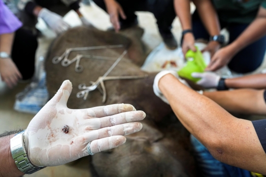 Perjuangan Tenaga Medis Selamatkan Bayi Gajah 3 Bulan yang Terjerat Perangkap Pemburu