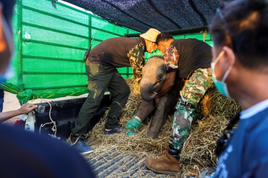 Perjuangan Tenaga Medis Selamatkan Bayi Gajah 3 Bulan yang Terjerat Perangkap Pemburu