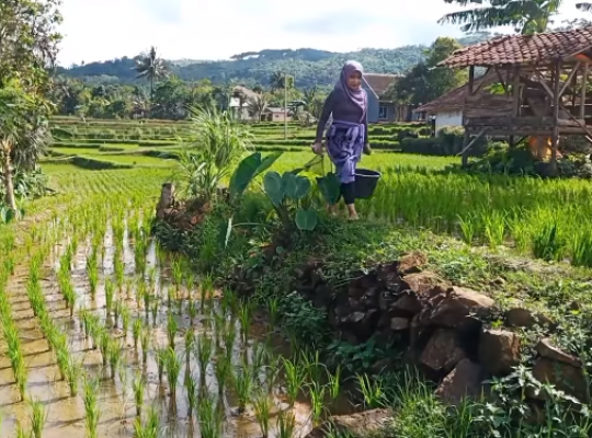 Gadis Desa Cantik dan Mempesona Berburu Ikan di Sawah Bikin Salfok