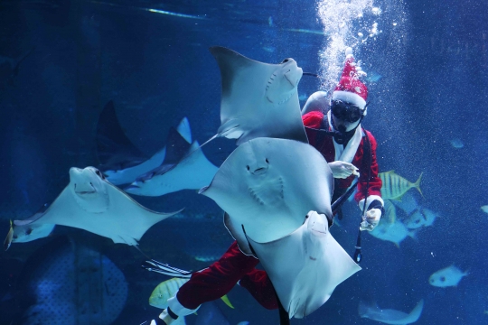 Aksi Sinterklas Hibur Pengunjung dari Dalam Aquarium Raksasa