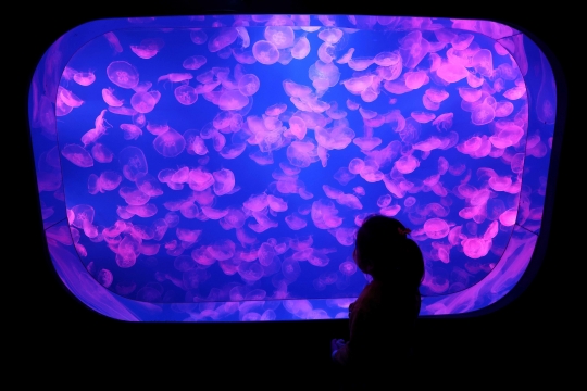 Aksi Sinterklas Hibur Pengunjung dari Dalam Aquarium Raksasa