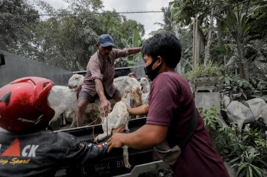 Antisipasi Erupsi Susulan, Warga Lumajang Bondong-Bondong Selamatkan Harta Berharga