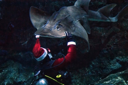 Aksi Sinterklas Beri Makan Hiu di Dalam Akuarium