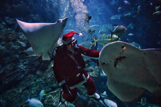 Aksi Sinterklas Beri Makan Hiu di Dalam Akuarium