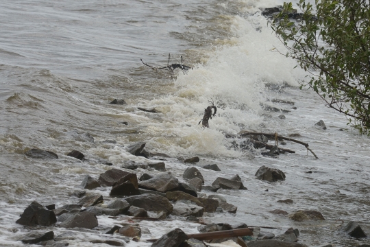 Gelombang Pasang di Pantai Marunda