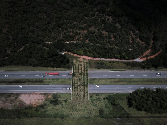 Jembatan Hutan Jadi Harapan Bagi Monyet Brasil yang Terancam Punah