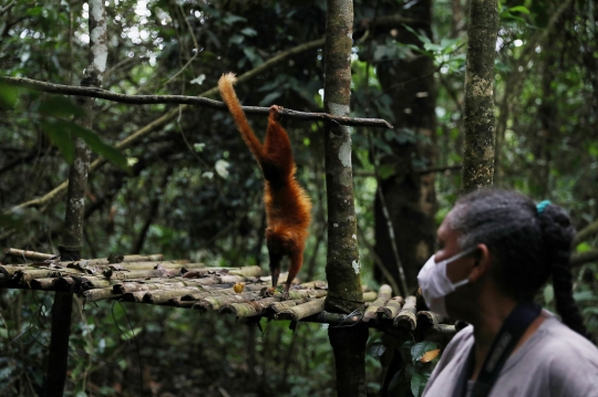 Jembatan Hutan Jadi Harapan Bagi Monyet Brasil yang Terancam Punah