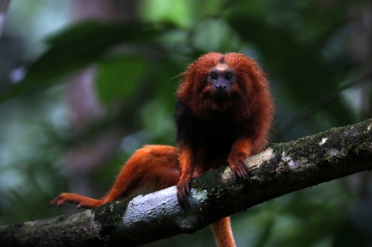 Jembatan Hutan Jadi Harapan Bagi Monyet Brasil yang Terancam Punah