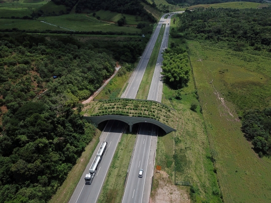 Jembatan Hutan Jadi Harapan Bagi Monyet Brasil yang Terancam Punah