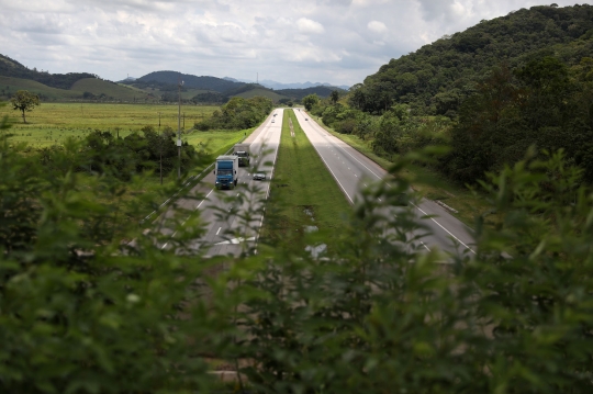 Jembatan Hutan Jadi Harapan Bagi Monyet Brasil yang Terancam Punah