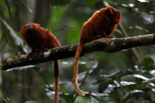 Jembatan Hutan Jadi Harapan Bagi Monyet Brasil yang Terancam Punah