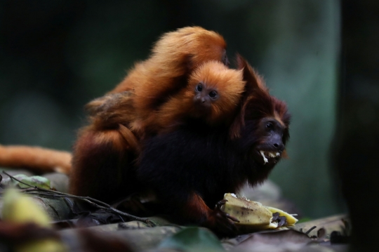 Jembatan Hutan Jadi Harapan Bagi Monyet Brasil yang Terancam Punah