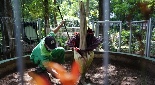 Bunga Bangkai Raksasa Mekar di Arboretum Lukito Daryadi