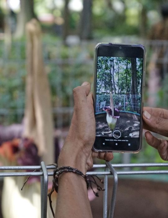 Bunga Bangkai Raksasa Mekar di Arboretum Lukito Daryadi