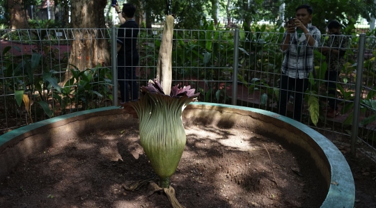 Bunga Bangkai Raksasa Mekar di Arboretum Lukito Daryadi