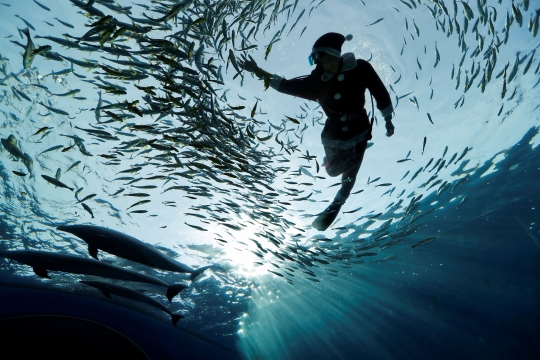 Aksi Sinterklas Menyelam Bersama Ikan-Ikan di Hakkeijima Sea Paradise