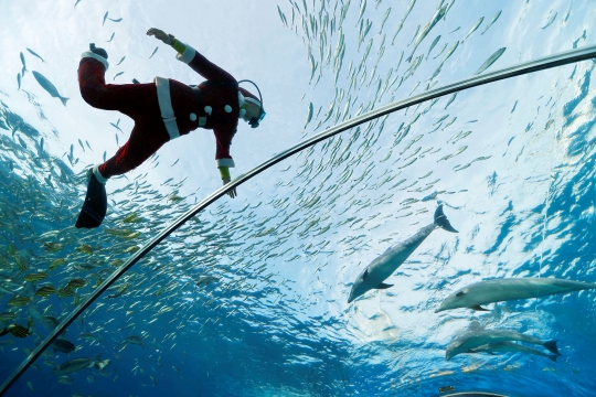 Aksi Sinterklas Menyelam Bersama Ikan-Ikan di Hakkeijima Sea Paradise